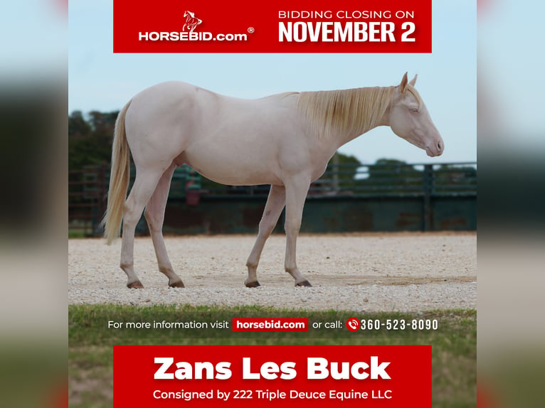 American Quarter Horse Wallach 1 Jahr 142 cm Perlino in Cisco