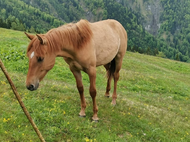 American Quarter Horse Mix Wallach 1 Jahr 142 cm Red Dun in St. Koloman