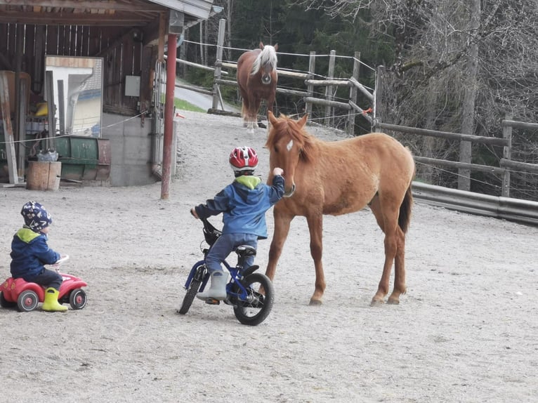 American Quarter Horse Mix Wallach 1 Jahr 142 cm Red Dun in St. Koloman