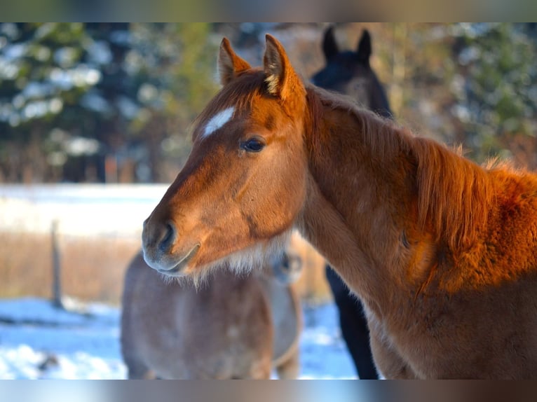 American Quarter Horse Mix Wallach 1 Jahr 142 cm Red Dun in St. Koloman