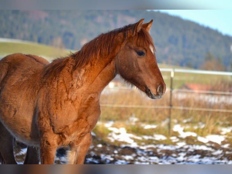American Quarter Horse Mix Wallach 1 Jahr 142 cm Red Dun in St. Koloman