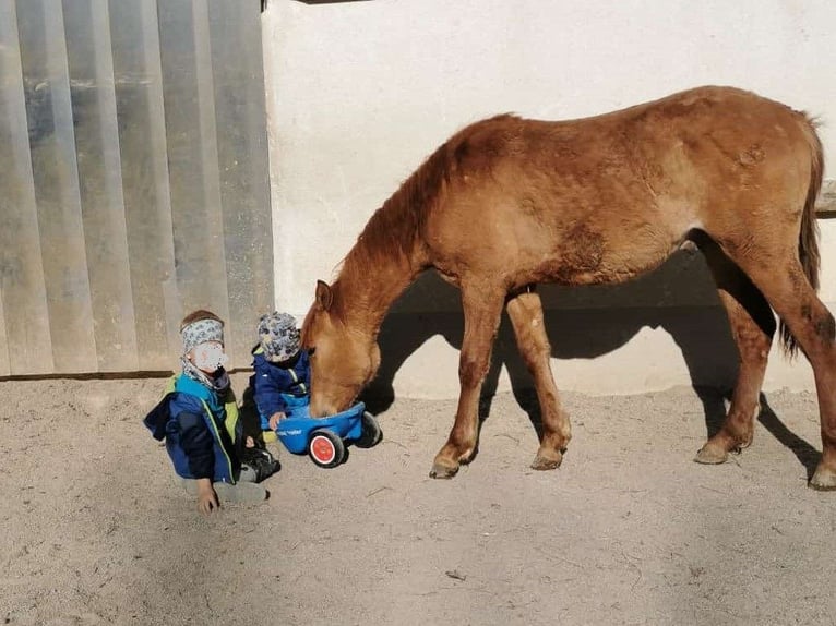 American Quarter Horse Mix Wallach 1 Jahr 142 cm Red Dun in St. Koloman