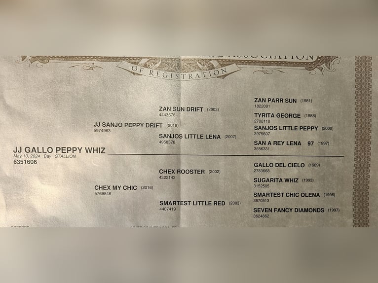 American Quarter Horse Wallach 1 Jahr 142 cm Rotbrauner in Columbia Cross Roads