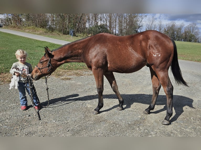 American Quarter Horse Wallach 1 Jahr 142 cm Rotbrauner in Columbia Cross Roads