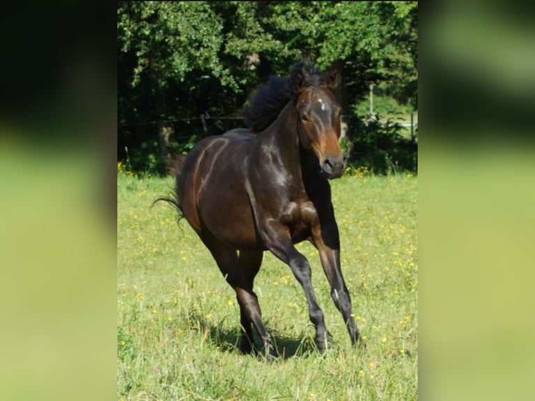 American Quarter Horse Wallach 1 Jahr 148 cm Dunkelbrauner in Linsburg