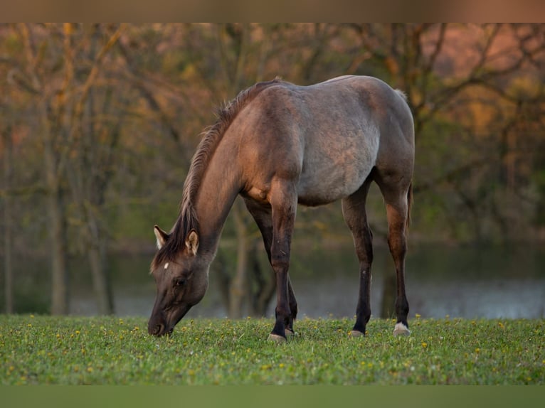 American Quarter Horse Wallach 1 Jahr 148 cm Grullo in Kaposvar