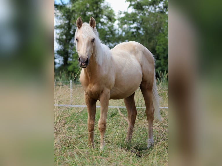 American Quarter Horse Wallach 1 Jahr 150 cm Palomino in Stade