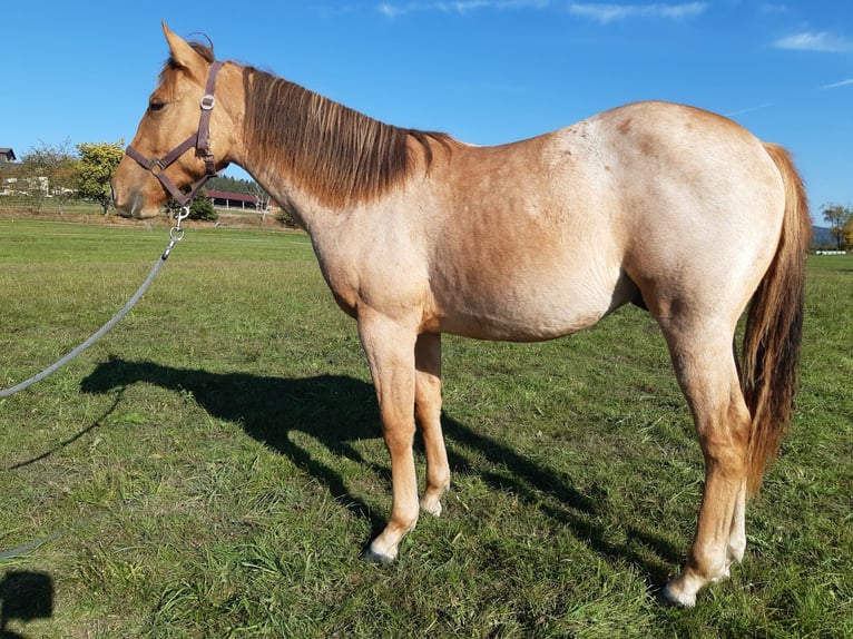 American Quarter Horse Wallach 1 Jahr 150 cm Red Dun in Erbendorf