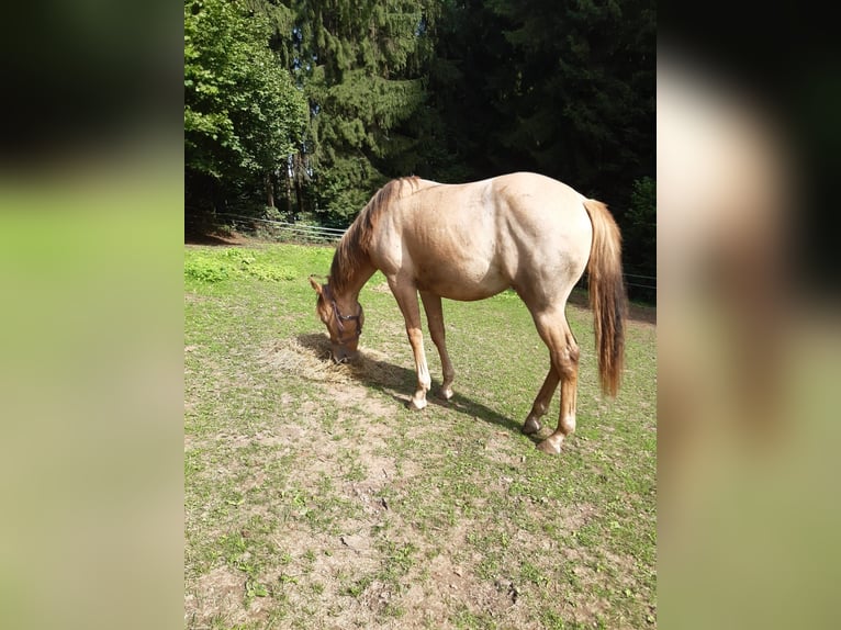 American Quarter Horse Wallach 1 Jahr 150 cm Red Dun in Erbendorf