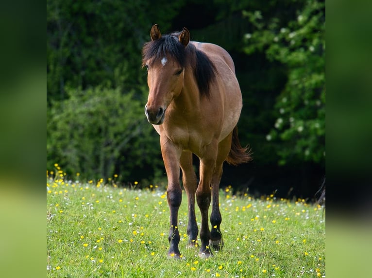 American Quarter Horse Wallach 1 Jahr 150 cm  in Dahlem