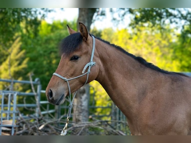 American Quarter Horse Wallach 1 Jahr 150 cm  in Dahlem