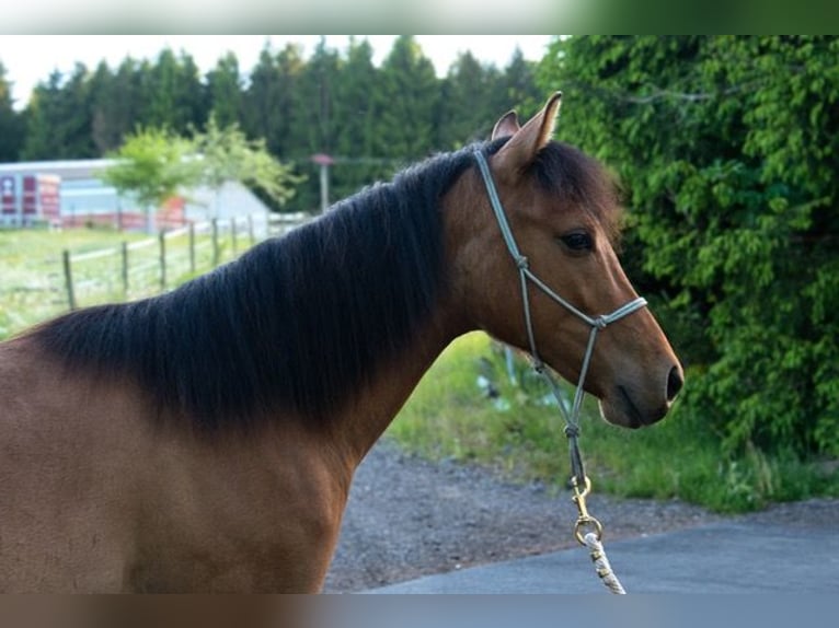 American Quarter Horse Wallach 1 Jahr 150 cm  in Dahlem