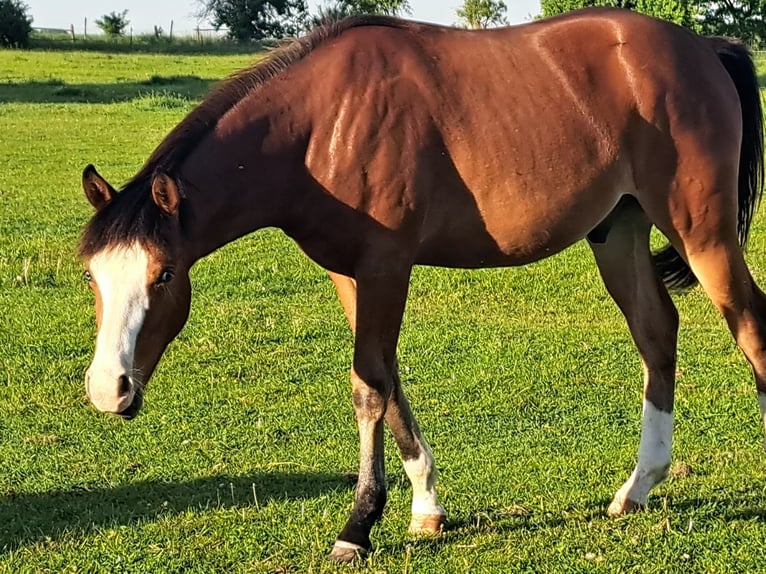 American Quarter Horse Wallach 1 Jahr 152 cm Brauner in Weste