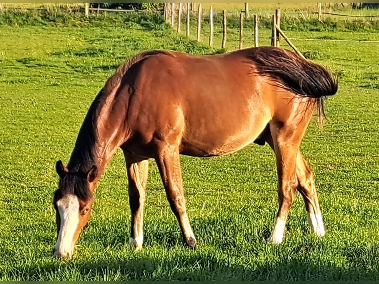 American Quarter Horse Wallach 1 Jahr 152 cm Brauner in Weste