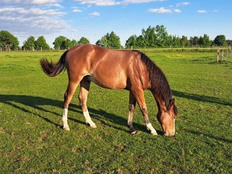 American Quarter Horse Wallach 1 Jahr 152 cm Brauner in Weste