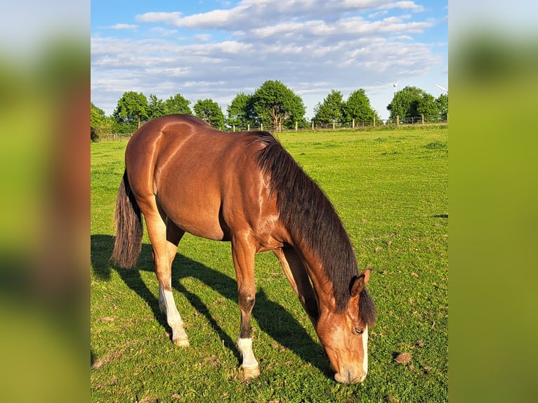 American Quarter Horse Wallach 1 Jahr 152 cm Brauner in Weste