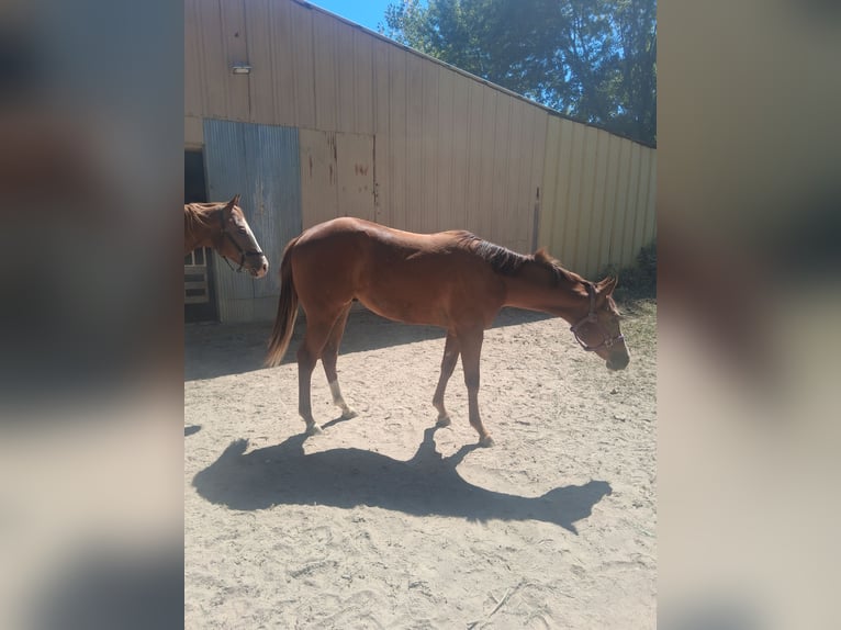American Quarter Horse Wallach 1 Jahr 152 cm Dunkelfuchs in Marion
