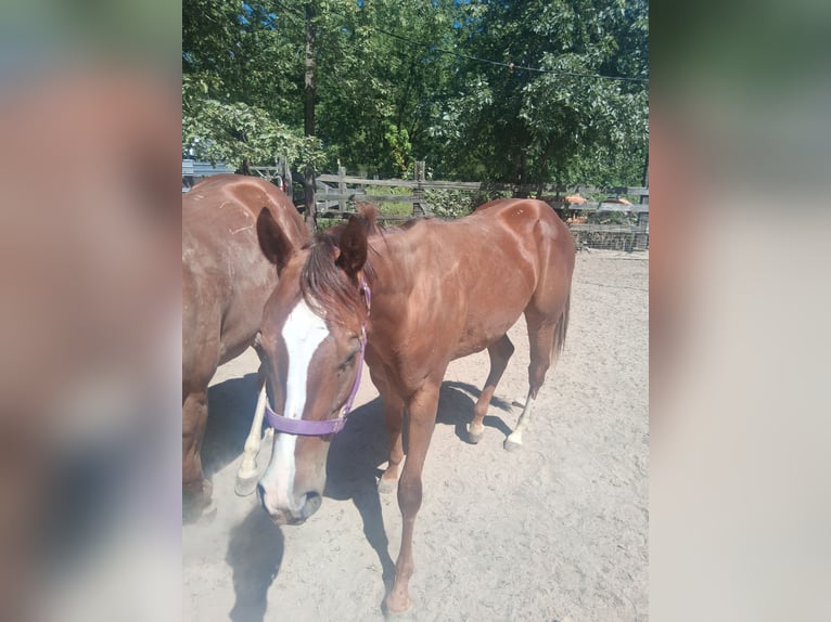American Quarter Horse Wallach 1 Jahr 152 cm Dunkelfuchs in Marion