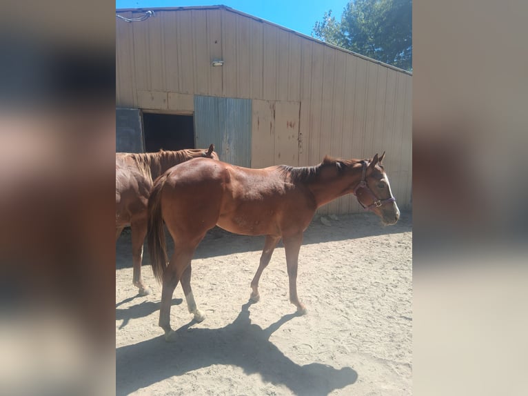 American Quarter Horse Wallach 1 Jahr 152 cm Dunkelfuchs in Marion