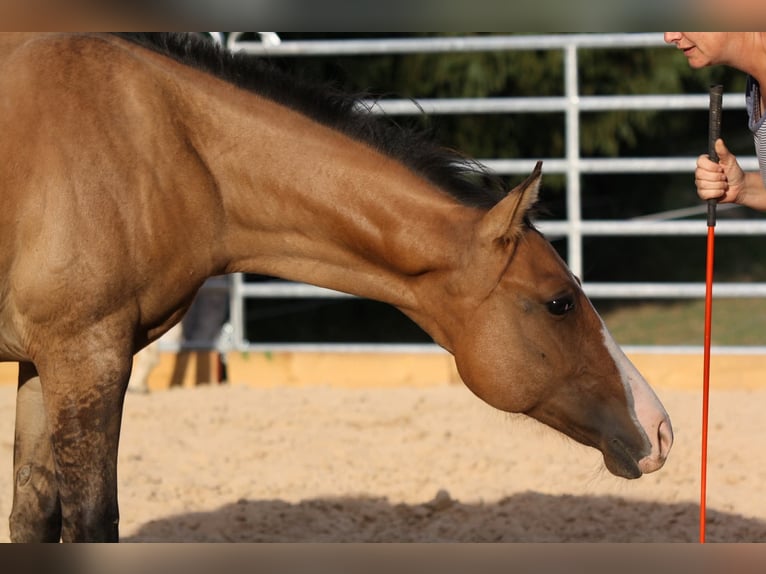 American Quarter Horse Wallach 1 Jahr 153 cm in Oberstaufenbach