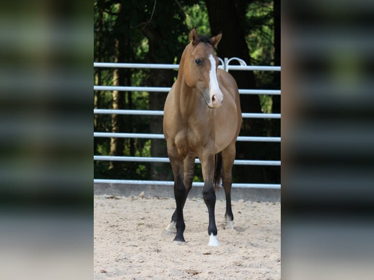 American Quarter Horse Wallach 1 Jahr 153 cm in Oberstaufenbach
