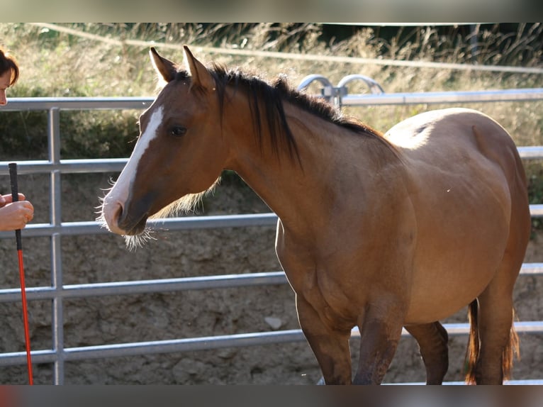 American Quarter Horse Wallach 1 Jahr 153 cm in Oberstaufenbach