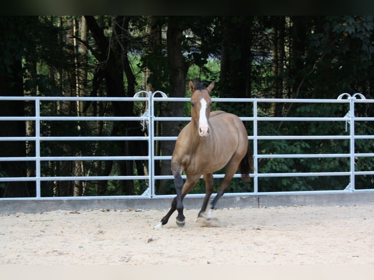 American Quarter Horse Wallach 1 Jahr 153 cm in Oberstaufenbach