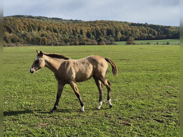 American Quarter Horse Wallach 1 Jahr 154 cm Buckskin in Tann