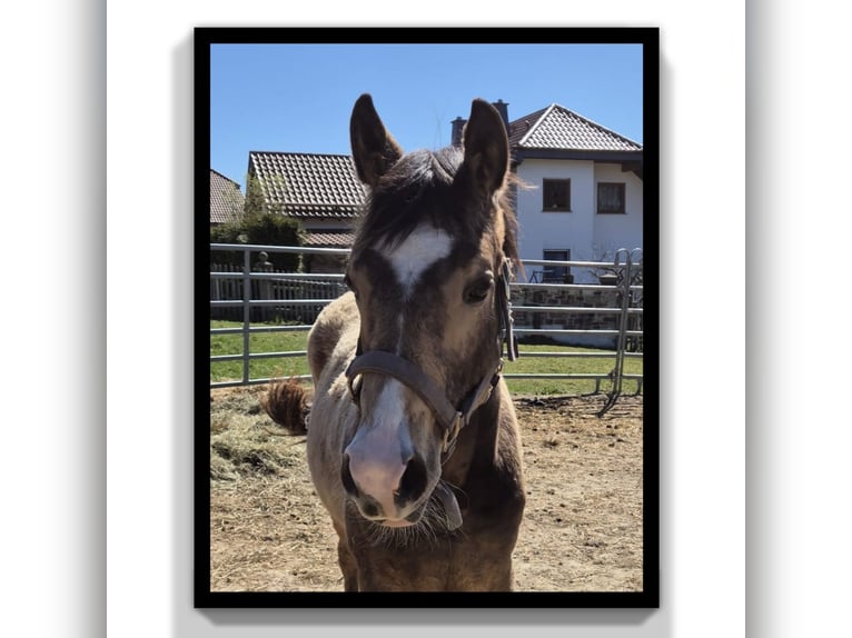 American Quarter Horse Wallach 1 Jahr 154 cm Buckskin in Tann