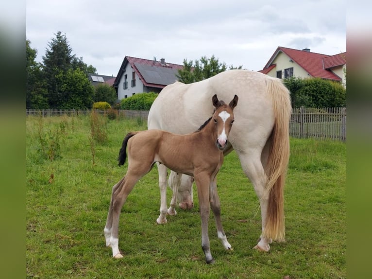 American Quarter Horse Wallach 1 Jahr 154 cm Buckskin in Tann