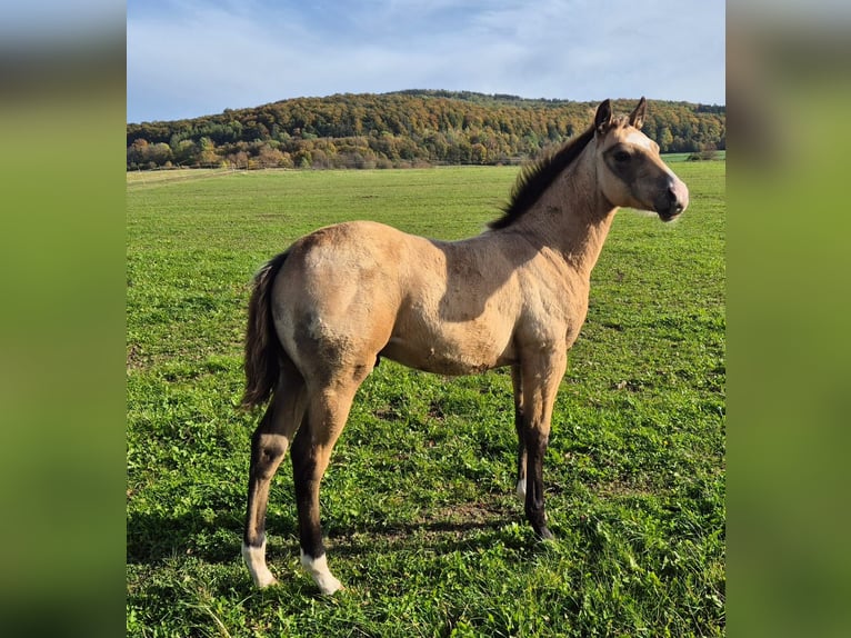 American Quarter Horse Wallach 1 Jahr 154 cm Buckskin in Tann