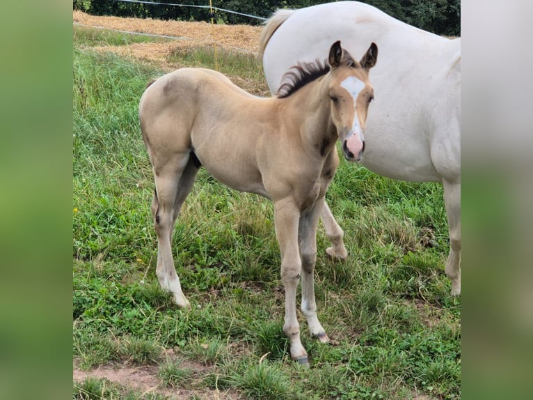 American Quarter Horse Wallach 1 Jahr 154 cm Buckskin in Tann