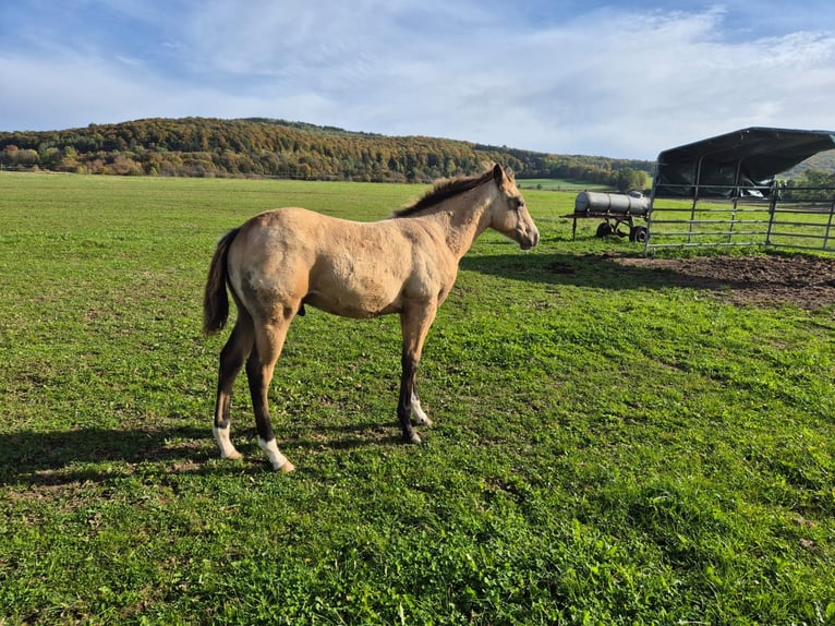 American Quarter Horse Wallach 1 Jahr 154 cm Buckskin in Tann