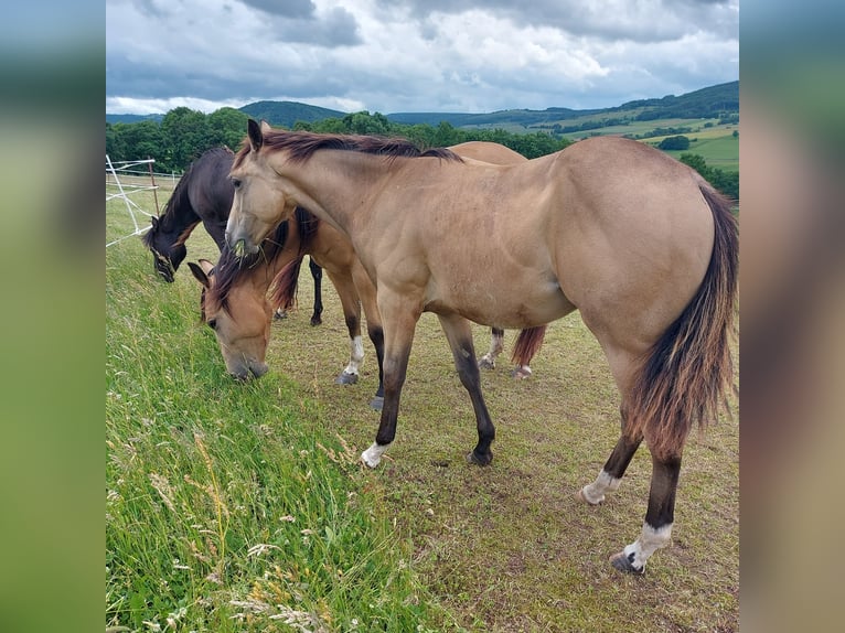 American Quarter Horse Wallach 1 Jahr 154 cm Buckskin in Tann