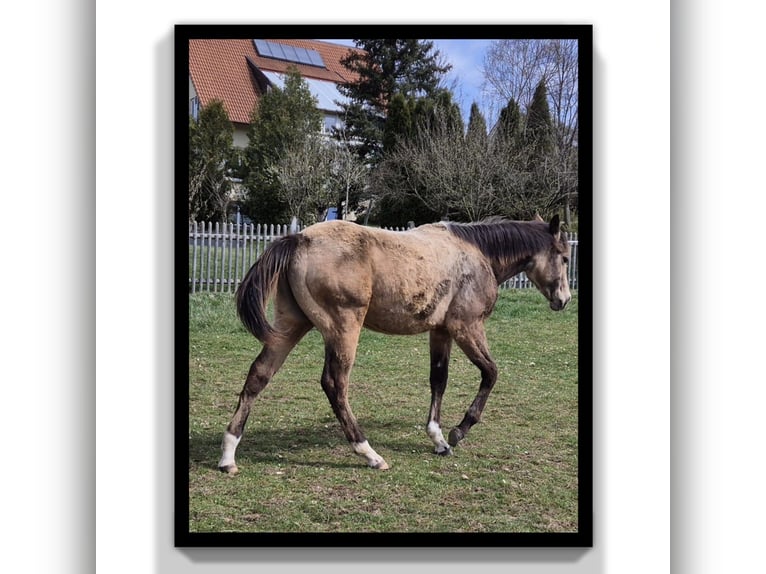 American Quarter Horse Wallach 1 Jahr 154 cm Buckskin in Tann