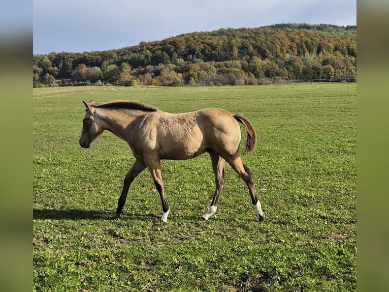 American Quarter Horse Wallach 1 Jahr 154 cm Buckskin in Tann