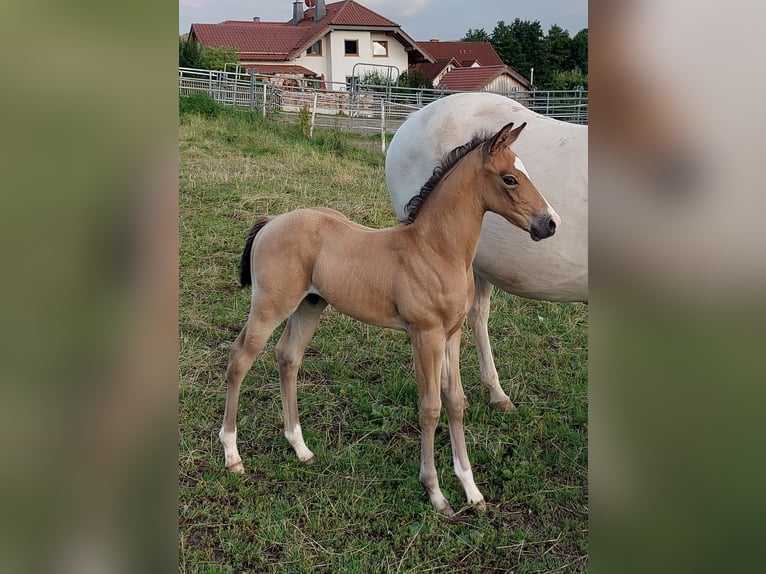 American Quarter Horse Wallach 1 Jahr 154 cm Buckskin in Tann