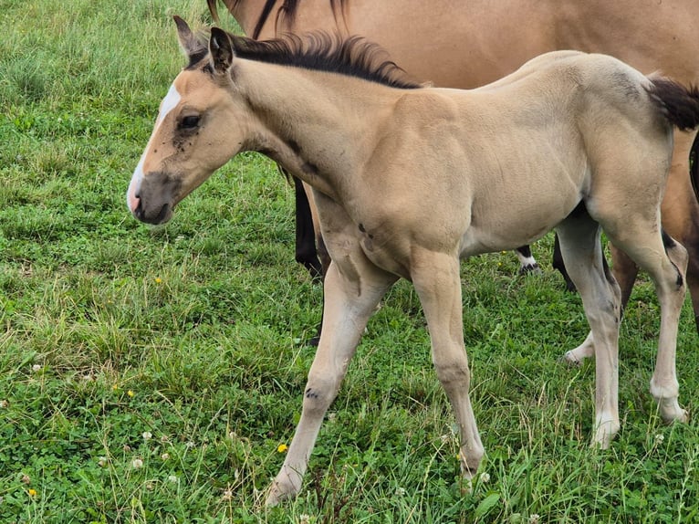 American Quarter Horse Wallach 1 Jahr 154 cm Buckskin in Tann