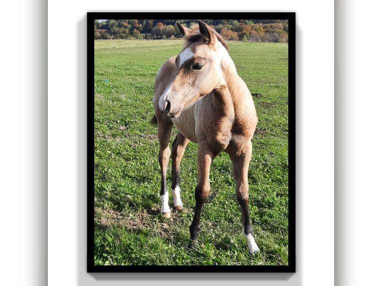 American Quarter Horse Wallach 1 Jahr 154 cm Buckskin in Tann