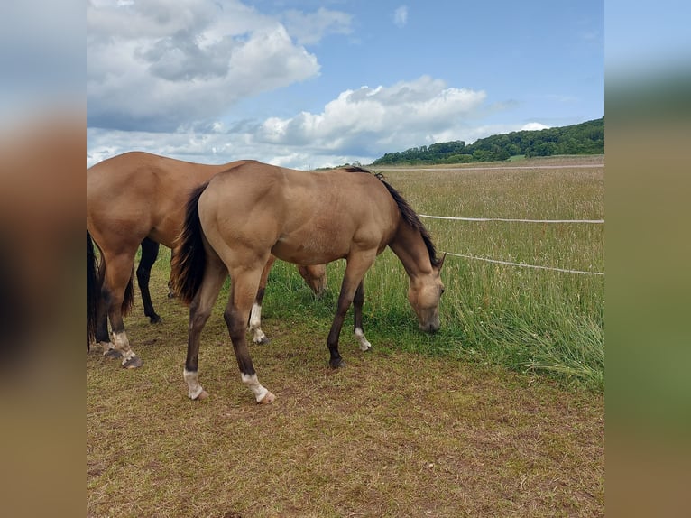 American Quarter Horse Wallach 1 Jahr 154 cm Buckskin in Tann