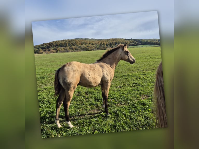 American Quarter Horse Wallach 1 Jahr 154 cm Buckskin in Tann