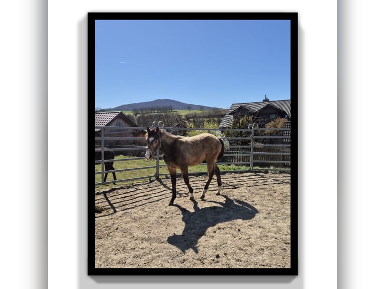 American Quarter Horse Wallach 1 Jahr 154 cm Buckskin in Tann
