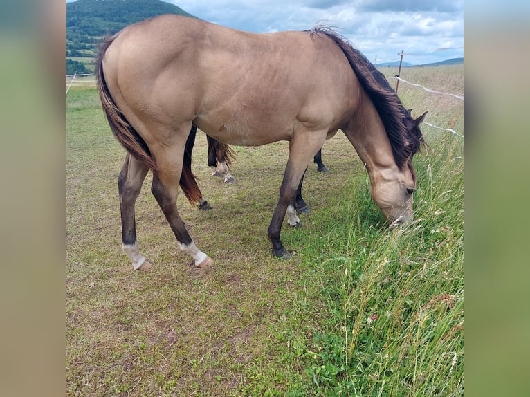American Quarter Horse Wallach 1 Jahr 154 cm Buckskin in Tann