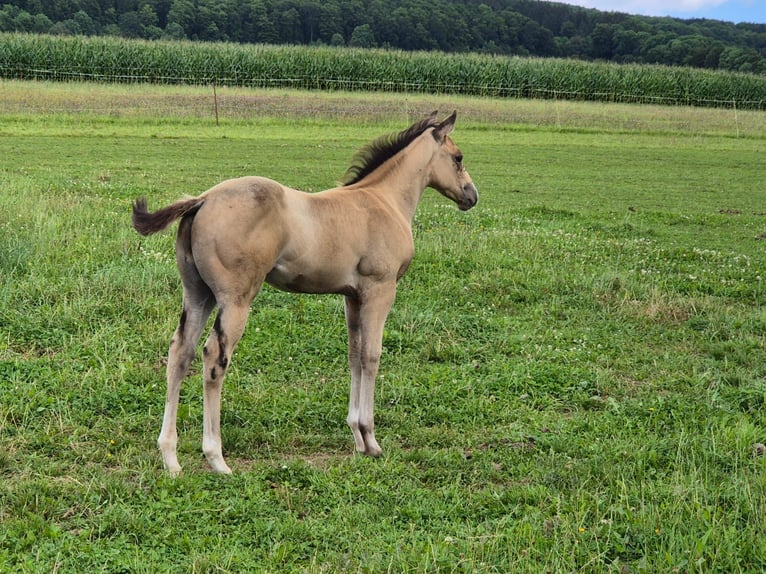 American Quarter Horse Wallach 1 Jahr 154 cm Buckskin in Tann