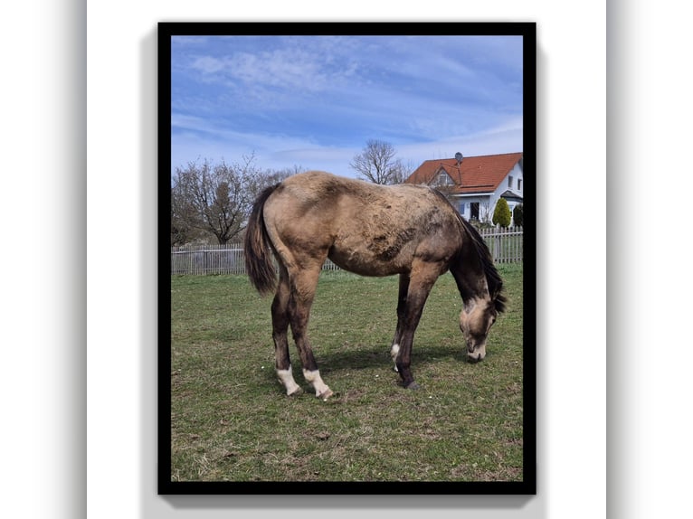 American Quarter Horse Wallach 1 Jahr 154 cm Buckskin in Tann