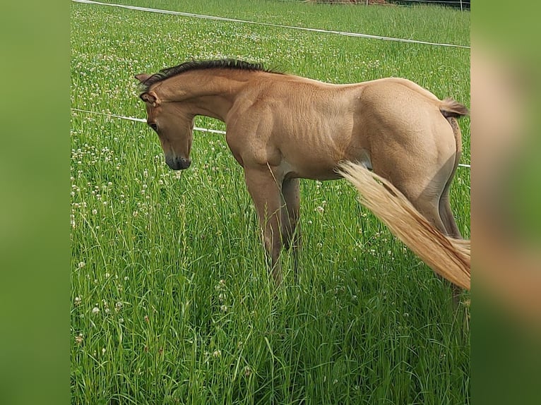 American Quarter Horse Wallach 1 Jahr 154 cm Buckskin in Tann