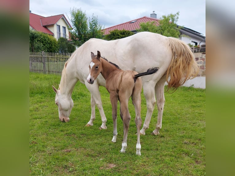 American Quarter Horse Wallach 1 Jahr 154 cm Buckskin in Tann