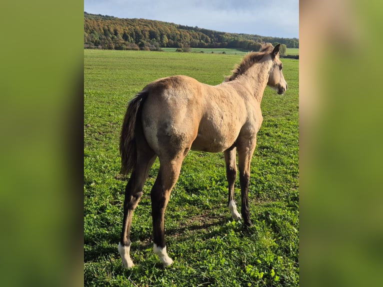 American Quarter Horse Wallach 1 Jahr 154 cm Buckskin in Tann