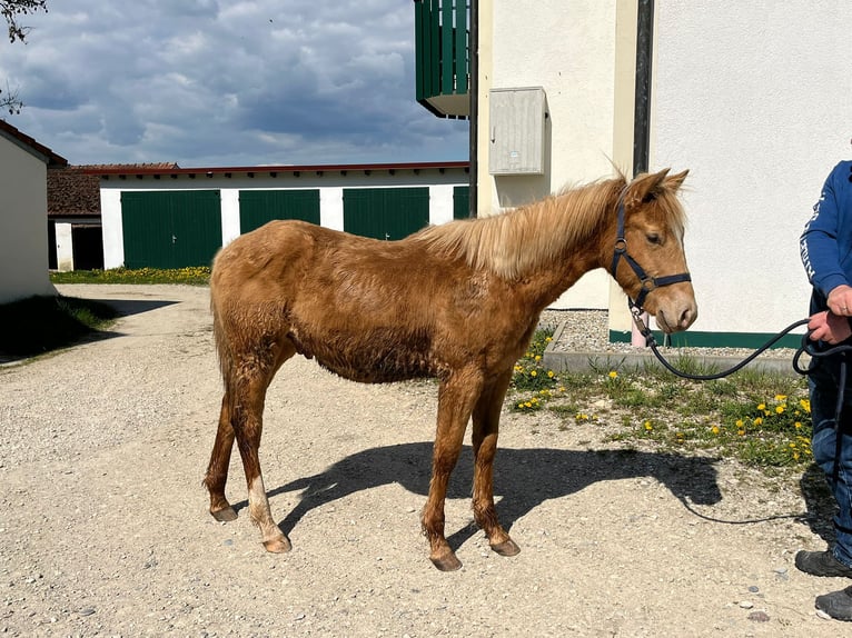 American Quarter Horse Wallach 1 Jahr 154 cm Champagne in Burgheim