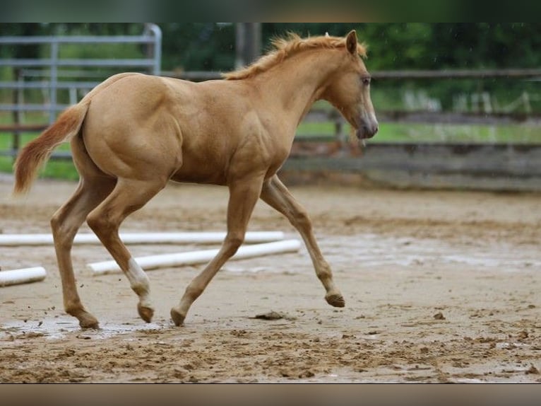 American Quarter Horse Wallach 1 Jahr 154 cm Champagne in Burgheim